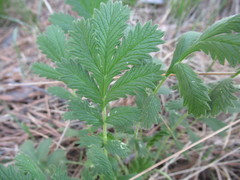 Potentilla longifolia