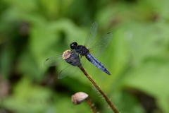Lyriothemis pachygastra