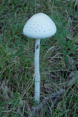 Macrolepiota dolichaula