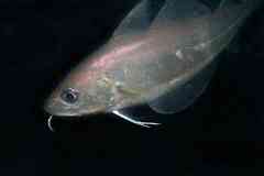 Trisopterus capelanus