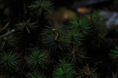 Dawsonia polytrichoides