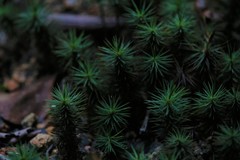Dawsonia polytrichoides