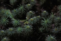 Dawsonia polytrichoides