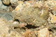 Vanneaugobius canariensis