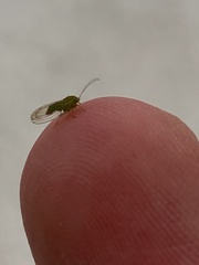 Psyllidae