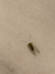 Psyllidae