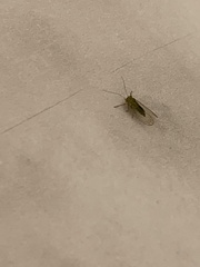 Psyllidae