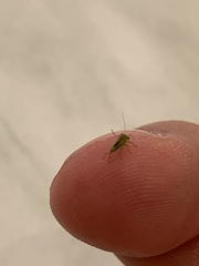Psyllidae
