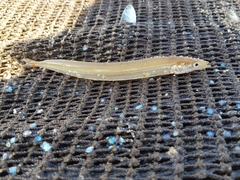 Lesser Sand-Eel photo 5