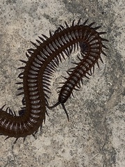 Geophilomorpha