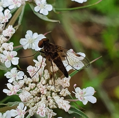 Chrysopilus cristatus
