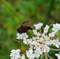 Chrysopilus cristatus