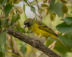 Crithagra hyposticta