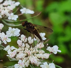Chrysopilus cristatus