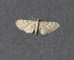 Eupithecia haworthiata