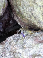 Metopograpsus