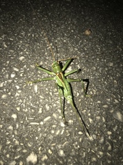 Neobarrettia spinosa