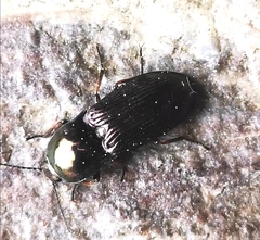 Selatosomus aeneus