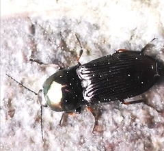 Selatosomus aeneus