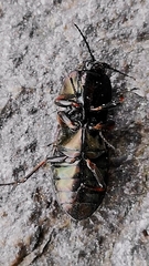 Selatosomus aeneus