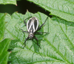 Hadrodemus