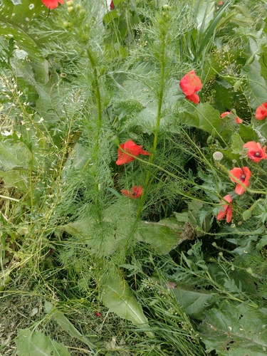 parumanček nevoňavý (Tripleurospermum inodorum)