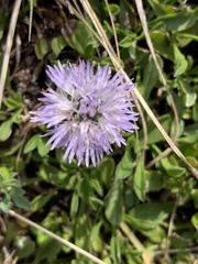 Globularia cordifolia