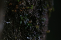 Bulbophyllum macphersonii