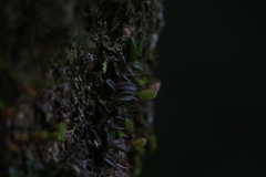 Bulbophyllum macphersonii