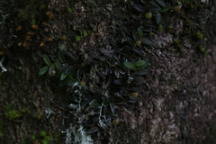 Bulbophyllum macphersonii
