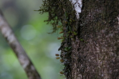 Bulbophyllum macphersonii