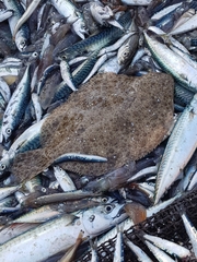 Scophthalmus rhombus