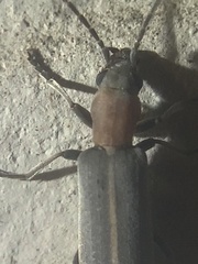 Oxycopis
