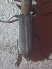 Oxycopis