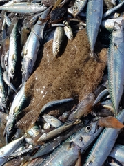 Scophthalmus rhombus