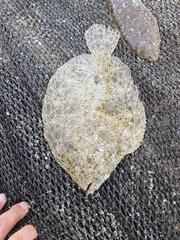 Scophthalmus rhombus