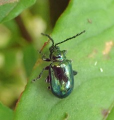 Chalcolema cylindrica