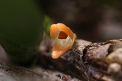 Bulbophyllum schillerianum