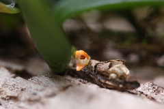 Bulbophyllum schillerianum