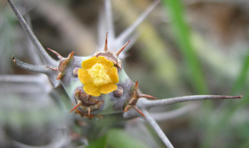 Euphorbia schinzii image