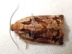 Archips oporana