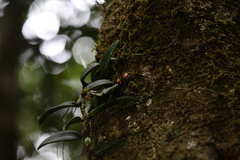 Bulbophyllum schillerianum