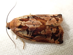 Archips oporana