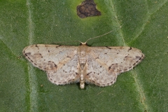 Idaea efflorata