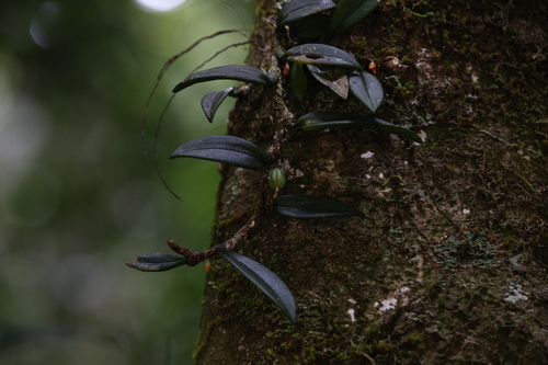 Image of Bulbophyllum schillerianum by (c) Hugo Innes, some rights reserved (CC BY)