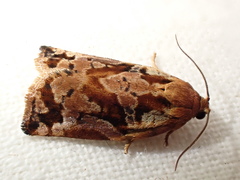 Archips oporana