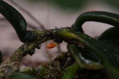 Bulbophyllum schillerianum