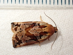 Archips oporana
