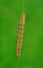 Ammoconia caecimacula