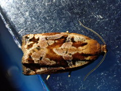 Archips oporana